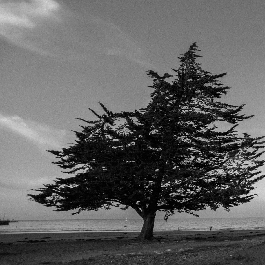 A lone tree on the shoreline at dusk, from REINKARNASI