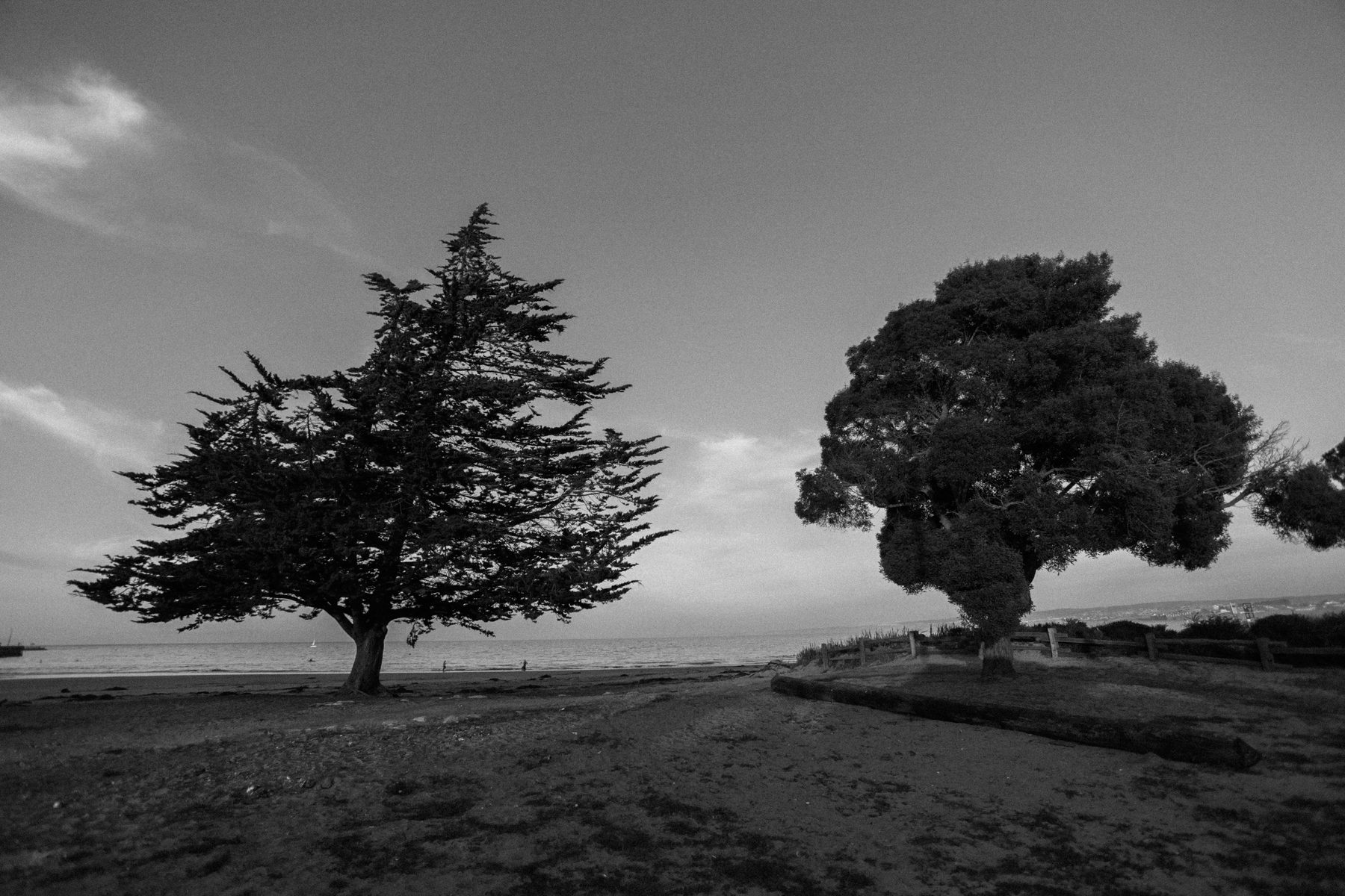 Two trees against an open sky, from the series anātman