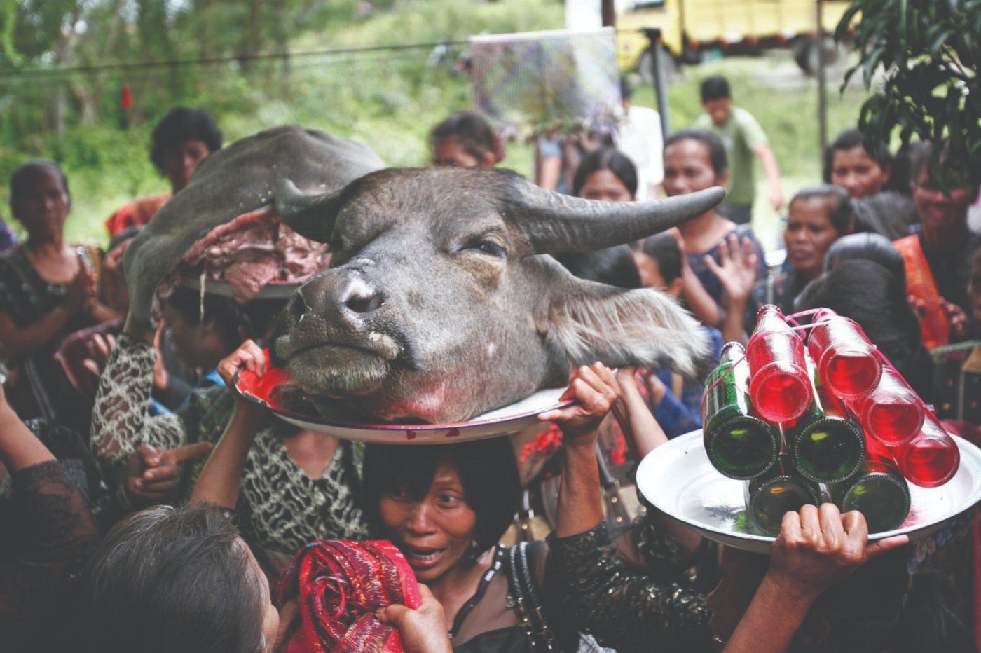 A woman carrying a buffalo head on a tray through the crowd at a funeral ceremony, Samosir