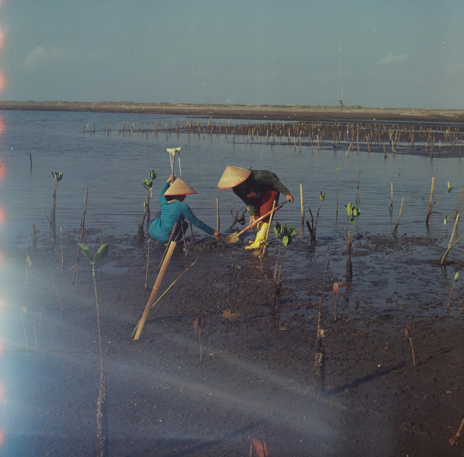 Two women in conical hats planting mangrove seedlings in tidal mud