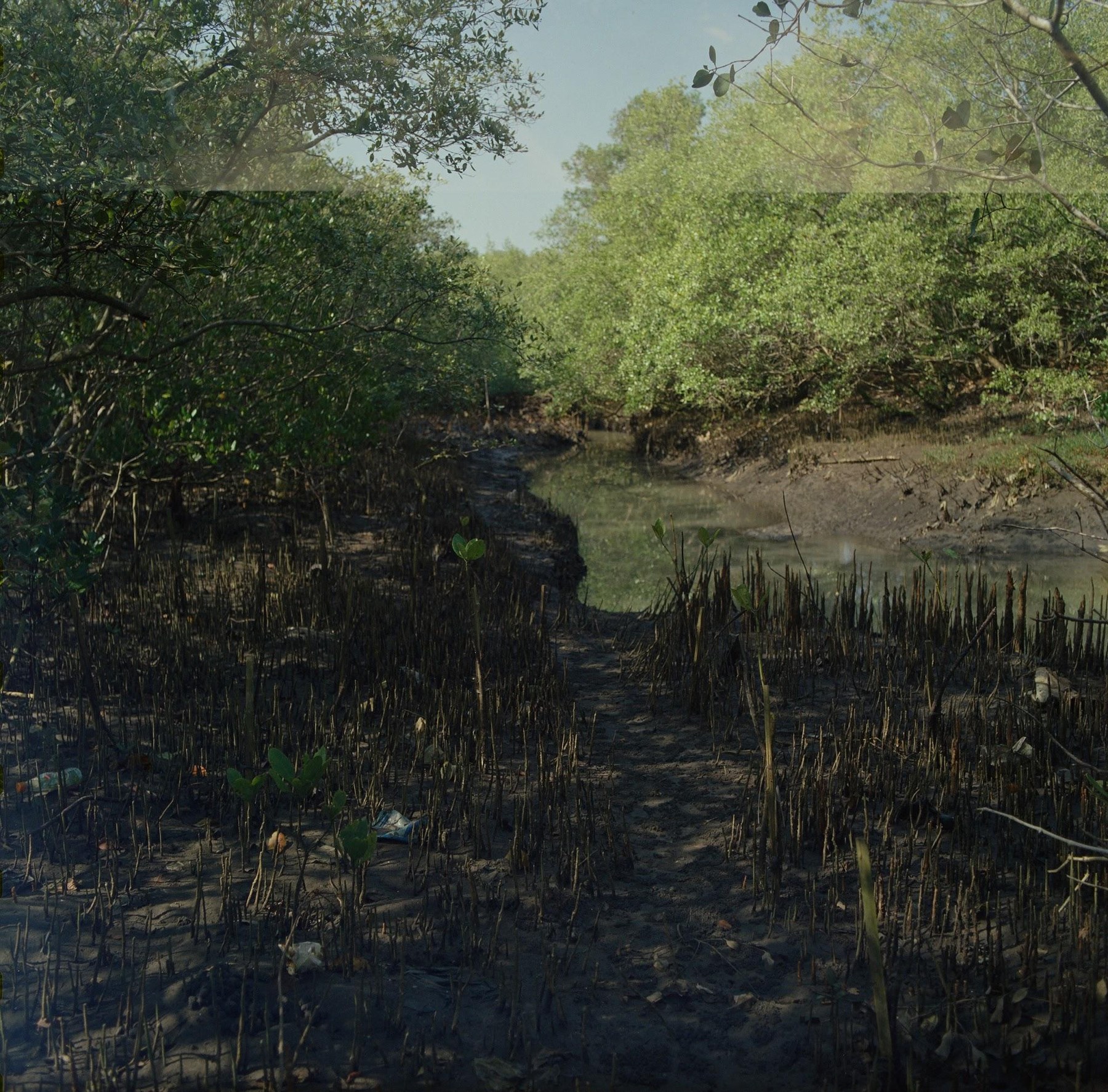 A tidal creek inside the Tuwed mangrove forest