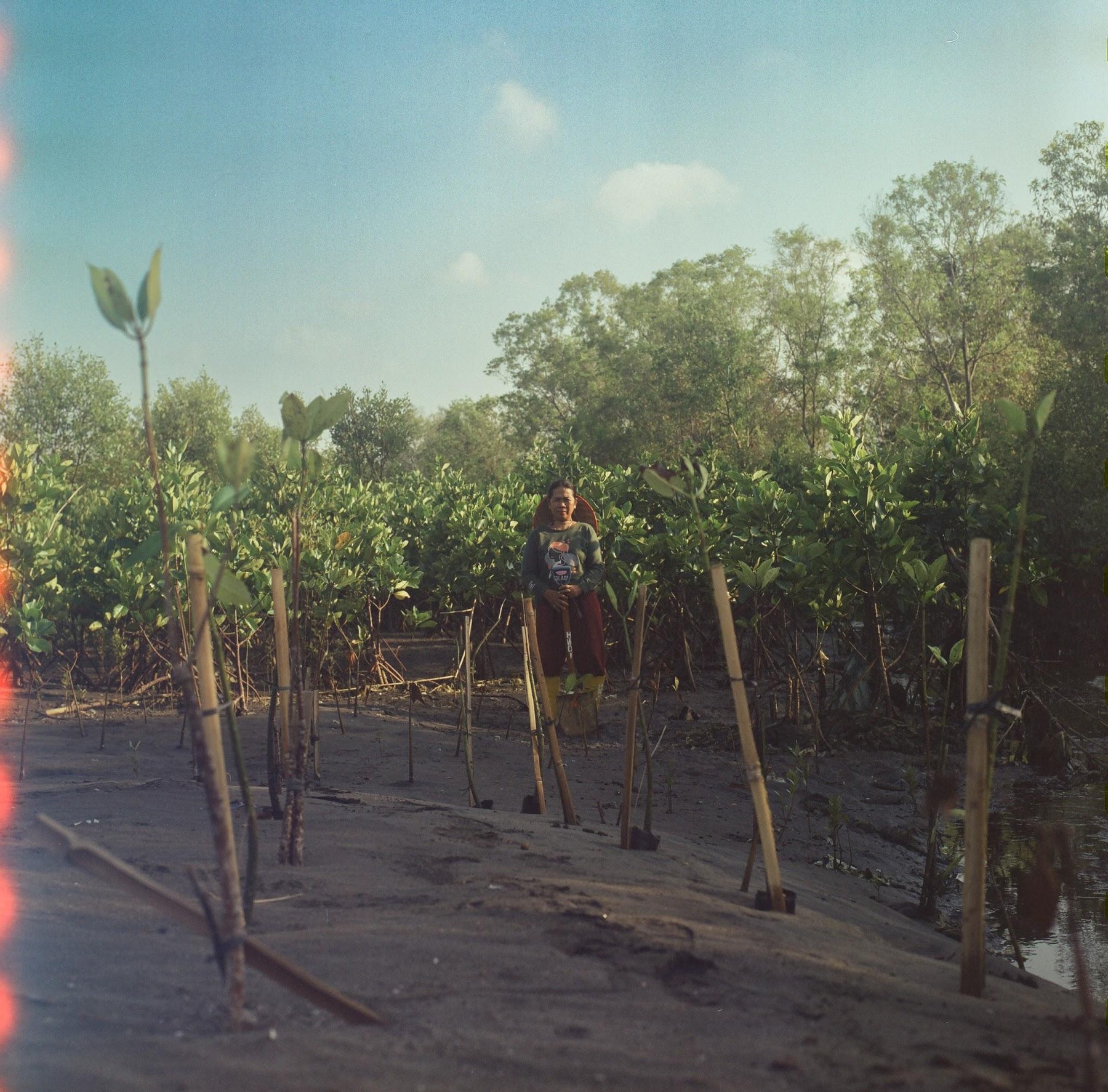A woman standing among young mangrove trees and bamboo stakes on a mud bank