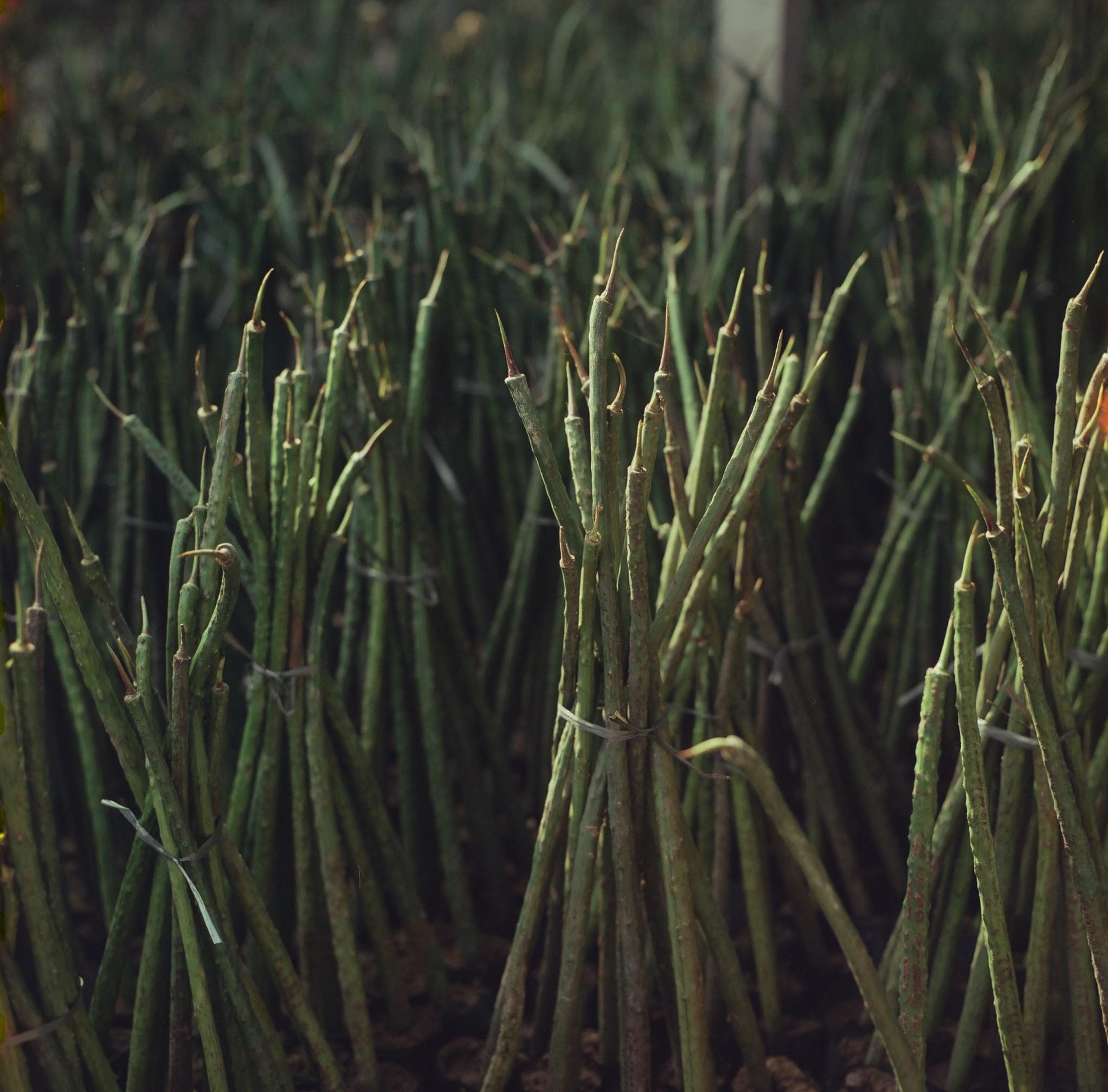Bundles of mangrove seedlings in the nursery