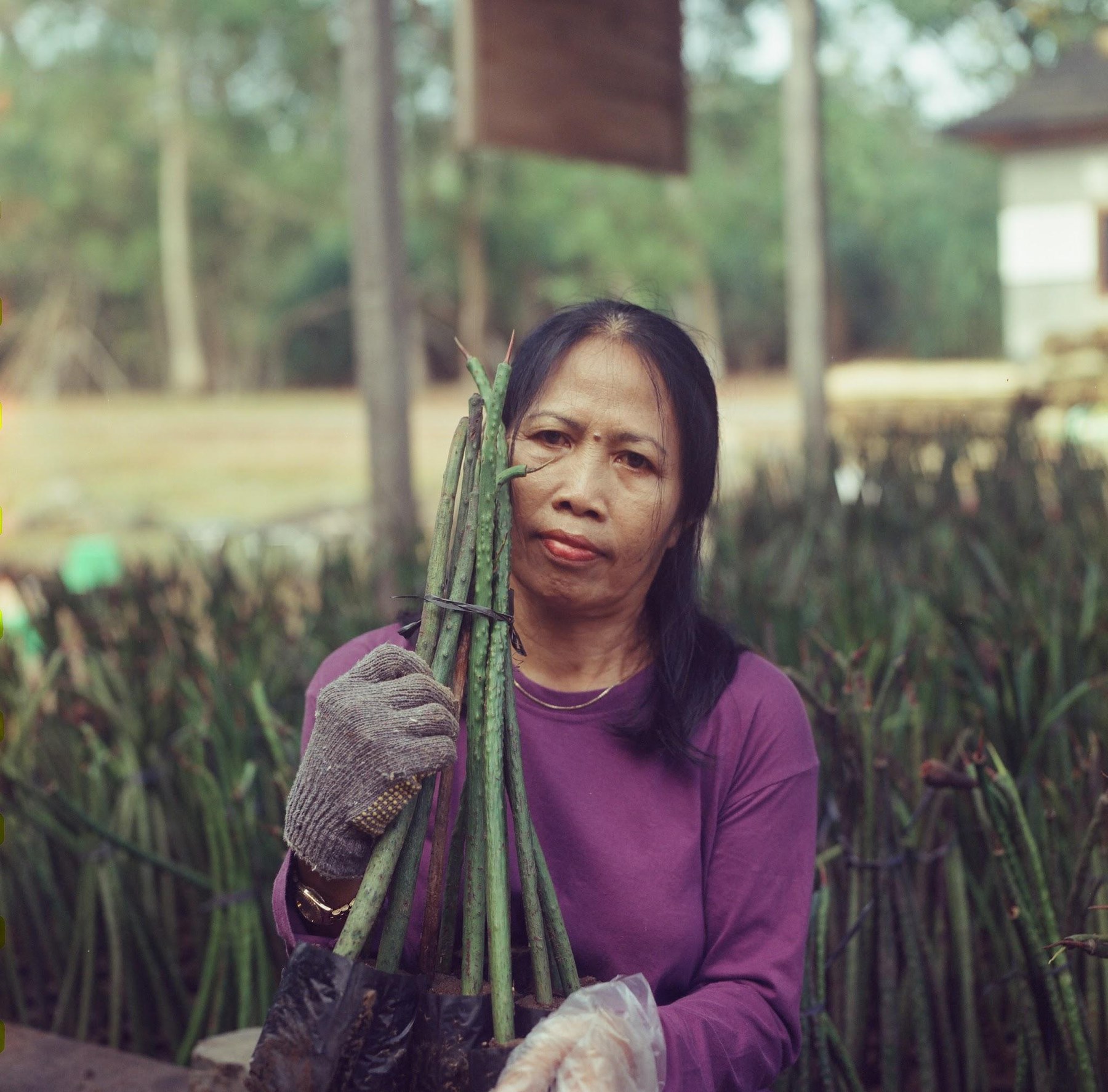 Portrait of a woman in a purple shirt holding mangrove seedlings