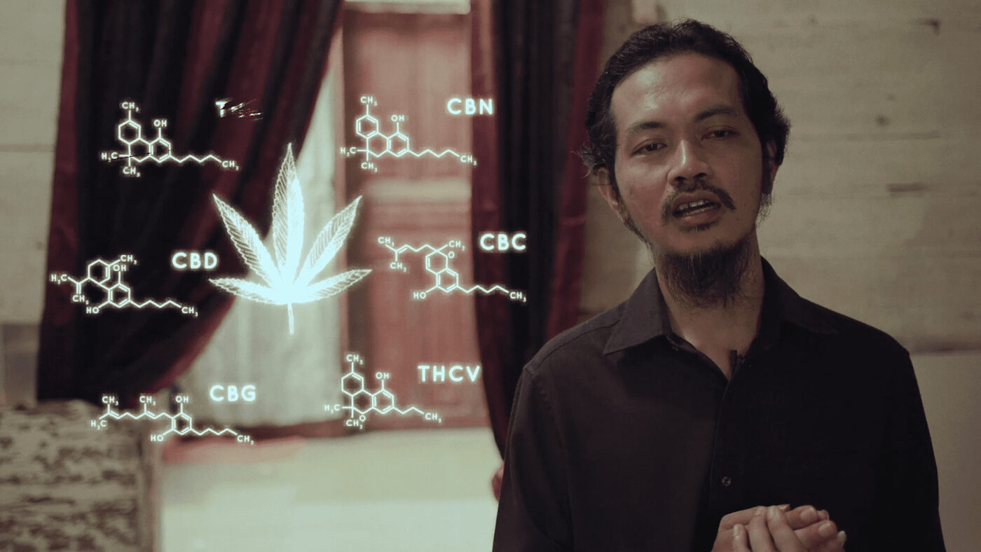 An interviewee beside diagrams of cannabinoid compounds — CBD, CBN, CBC, CBG, THCV — from Atas Nama Daun
